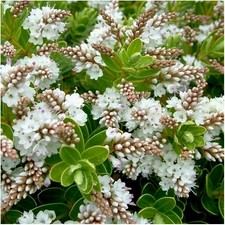 Hebe 'Wiri Mist' | Evergreen