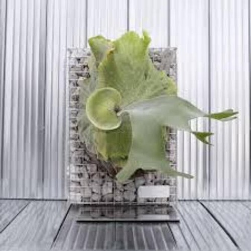 Platycerium wandae veitchii - x,