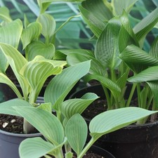 Hosta Collection of 5 Plants