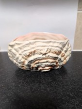 Sylvac Vintage Cream Shell Art