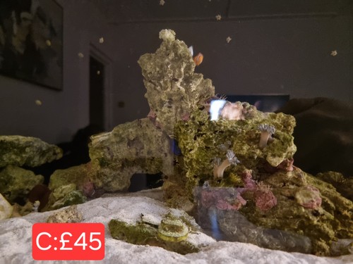 Marine live rock tower - live,
