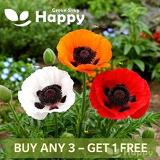 Oriental Poppy Mix 1200 Seeds