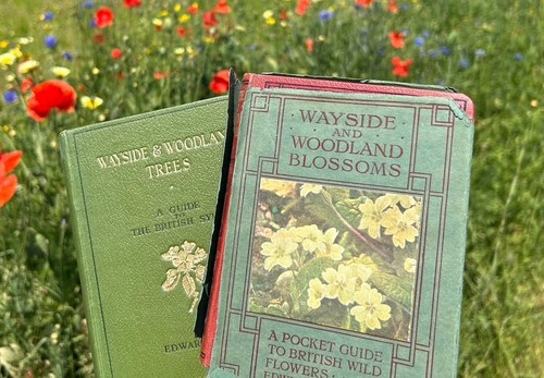 Wayside and woodland - wayside, blossoms