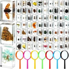 70 Pcs Insect in Resin