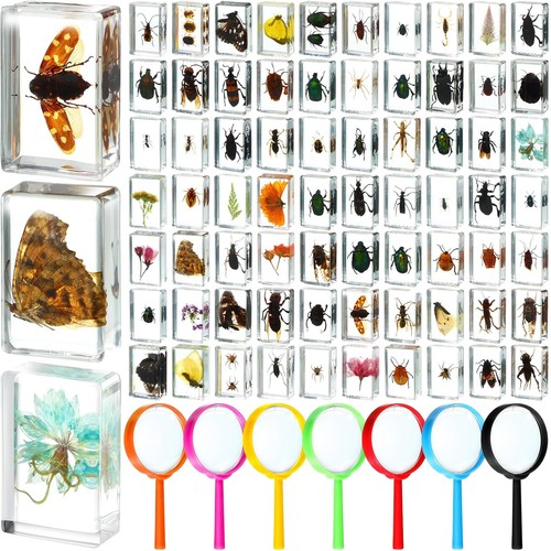 Pcs insect resin - 70,