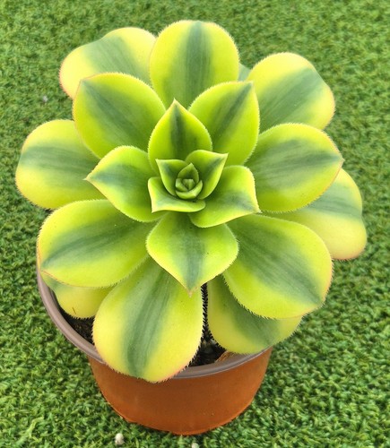 Aeonium floresens large - aeonium, 'floresens'