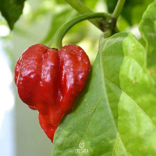 Seeds of Hot pepper Trinidad