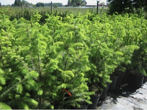 Douglas fir tree - fir, pseudotsuga