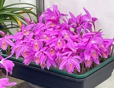 Pleione Ueli Wackernagel 'Enigma' (large bulb) - Lot UW1.1