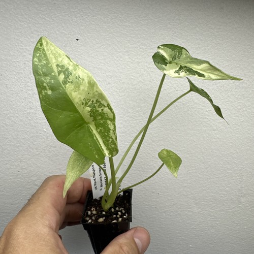 Alocasia simpo albo variegata - alocasia,