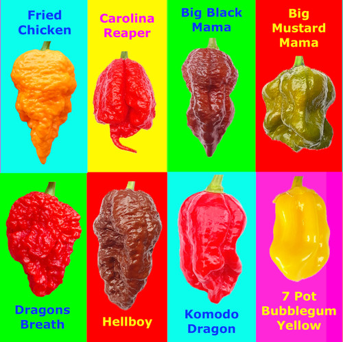 Worlds hottest chilli 40 - chilli,