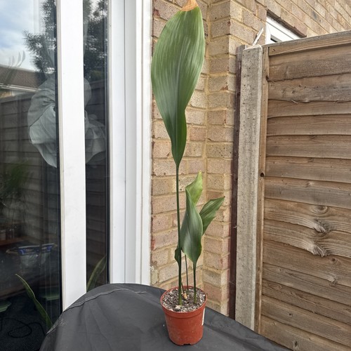 Verigated aspidistra elatior - verigated,