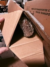 Damien Hirst x Heni - The