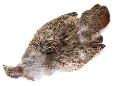 Grey Partridge Skin Complete -