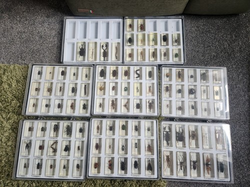 Real life bugs and - and, insects