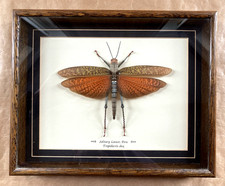 Solitary Locust, Peru Tropidacris Dux taxidermy real insect In Wooden Frame
