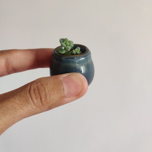 Minuscule burrow tail - minuscule,