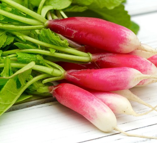 Radish china rose winter - radish,