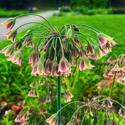 Allium siculum nectaroscordum - allium,