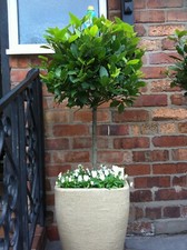 Wedding Planner/venue Dressing