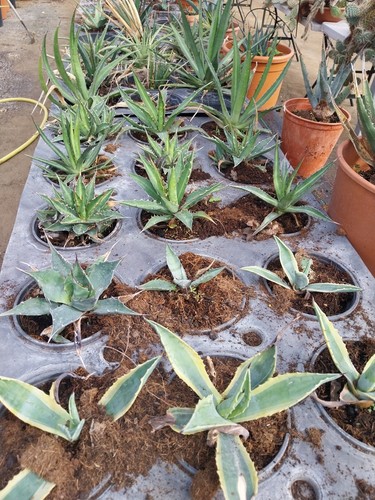 Large agaves all different - all,
