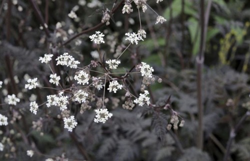 Cow parsley ravenswing - parsley,