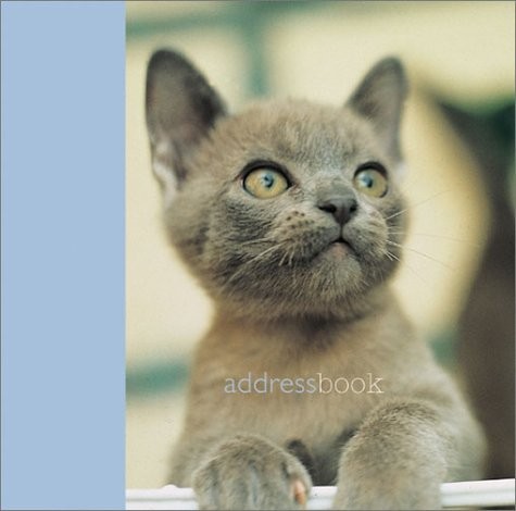 Kitten play mini address - (mini,