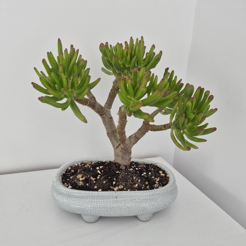 Bonsai large crassula - large, ovata