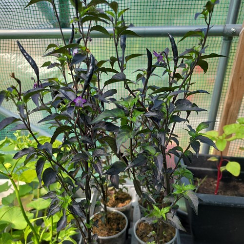 Hot black chill - 1, plant