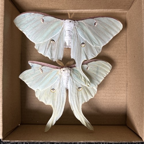 Luna moon actias - -, male
