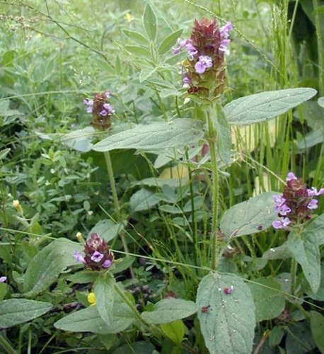 Self heal herb prunella - self,
