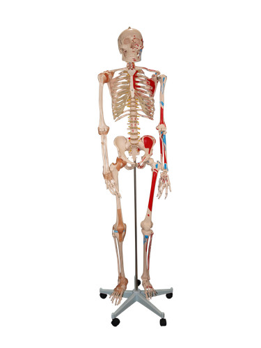 Life size skeleton - size,
