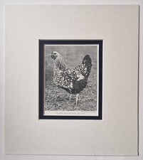 SPORT & GENERAL Silver Wyandotte Pullett, 1918 Poultry Farming Photo Print