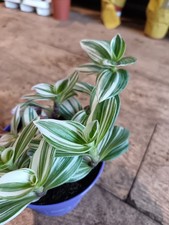 Tradescantia Nanouk White | 12