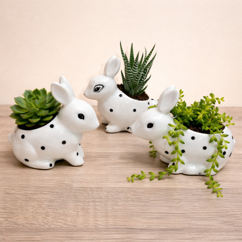 Ceramic white rabbit succulent - ceramic,
