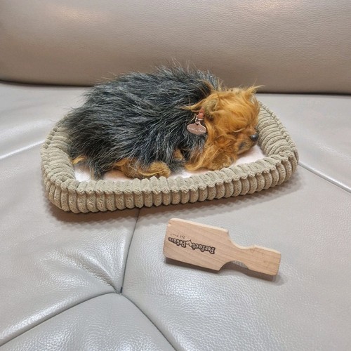 Perfect petzzz yorkie - yorkie,