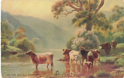Postcard victoria cows - victoria, on