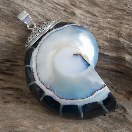 Large black nautilus shell - large,