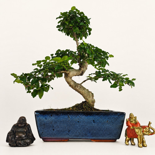 Chinese privet ligustrum - privet, (ligustrum
