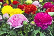 Ranunculus asiaticus mix - 20,