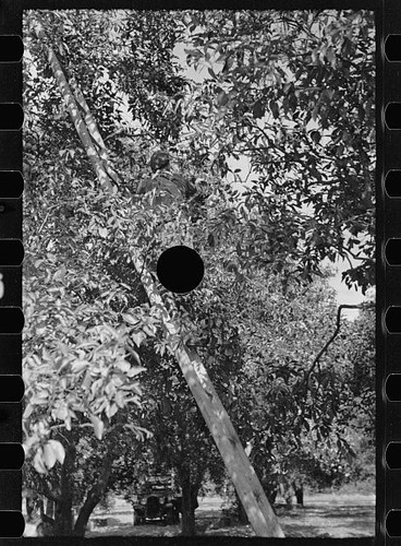 Photo florida grapefruit - photo:florida,