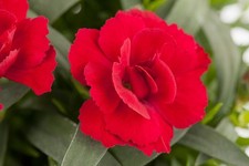 2 x Dianthus Oscar 'Cherry' -