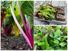 Chard Plug Plants | Bright