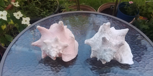 Large vintage queen conch - 2,