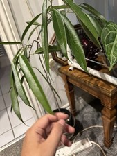 Ficus binnendijkii Tree