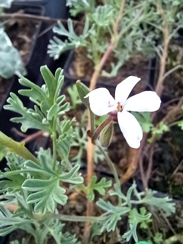 Pelargonium abrotanifolium - pelargonium,