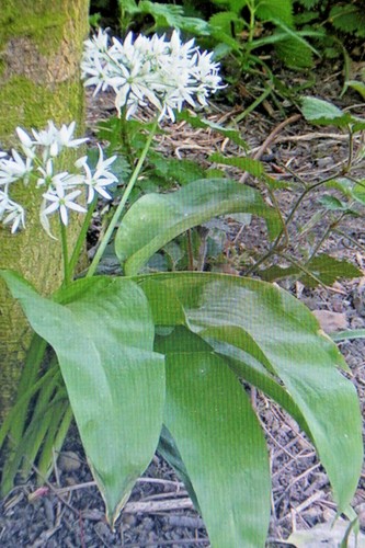 Seeds wild garlic allium - wild,