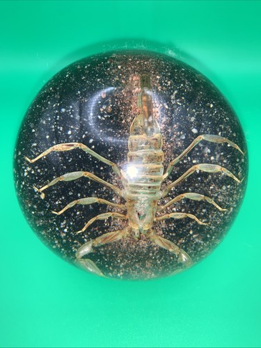 Vintage scorpion insect - scorpion, lucite
