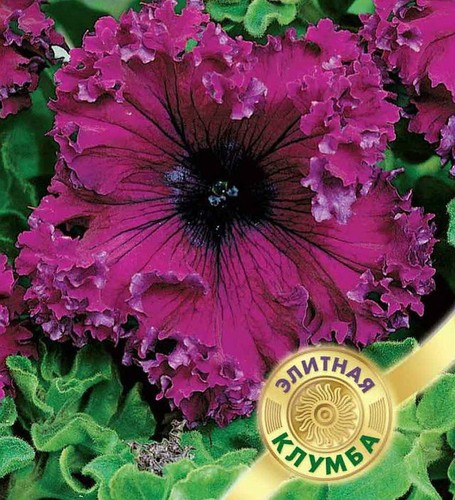 Giant russian petunia seeds - giant,
