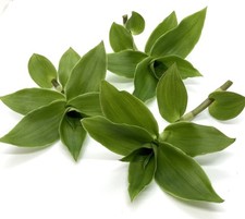 Callisia fragrans (also known